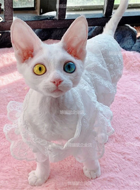 纯种德文卷毛猫活体异瞳短毛幼崽赛级家养纯白柯尼斯鸳鸯眼宠物猫