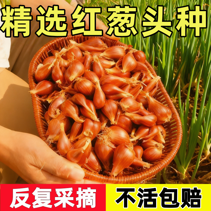 葱头种子小葱香葱带根红葱头种四季菜苗秧苗盆栽蔬菜大全冬季耐寒