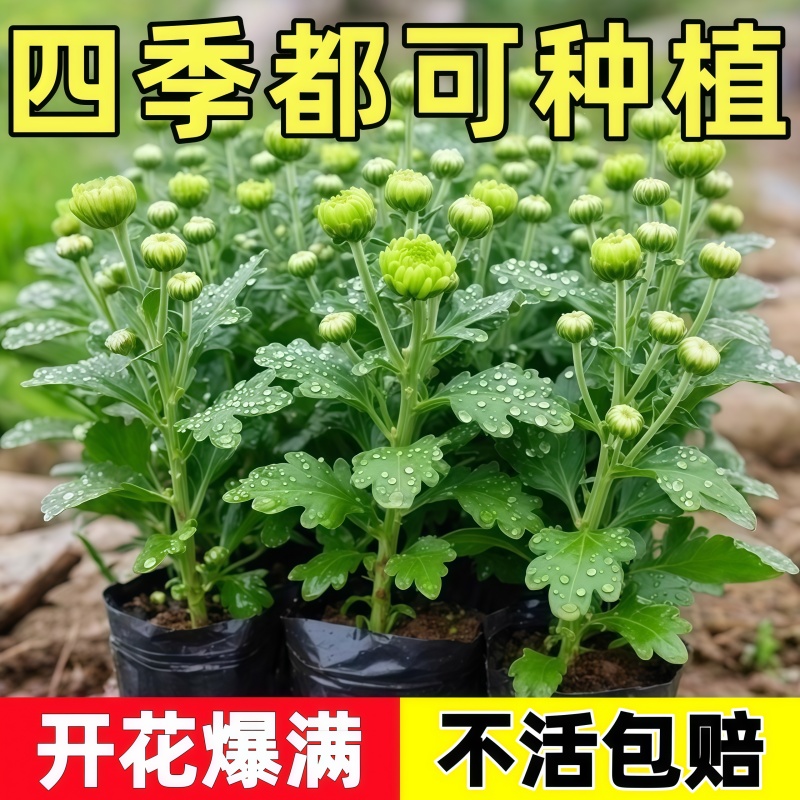 荷兰菊进口菊花苗耐寒易活