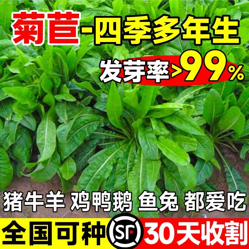 菊苣种大叶多年生喂猪菜子乔里斯