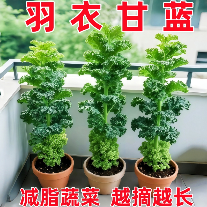 羽衣甘蓝种孑种子紫色蔬菜种籽四季食用耐寒盆栽阳台羽衣甘蓝菜籽