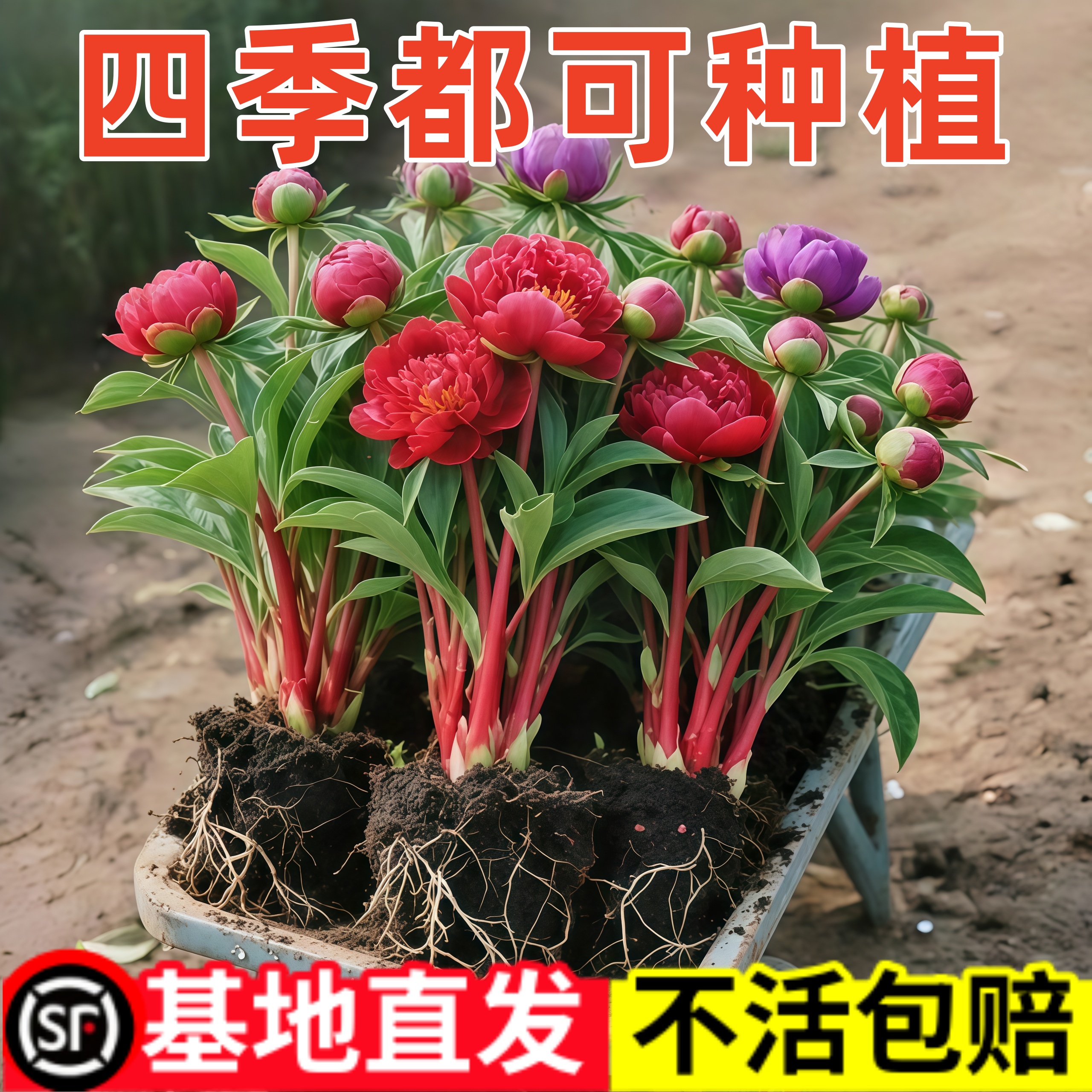 芍药根块重瓣带芽根块耐寒易活阳台庭院地栽牡丹花苗盆栽花卉植物