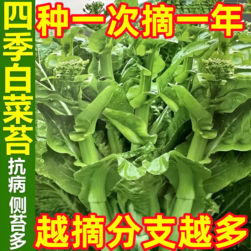 奶油白菜苔种子四季阳台盆栽蔬菜耐热耐寒菜薹懒人易种菜心青菜籽