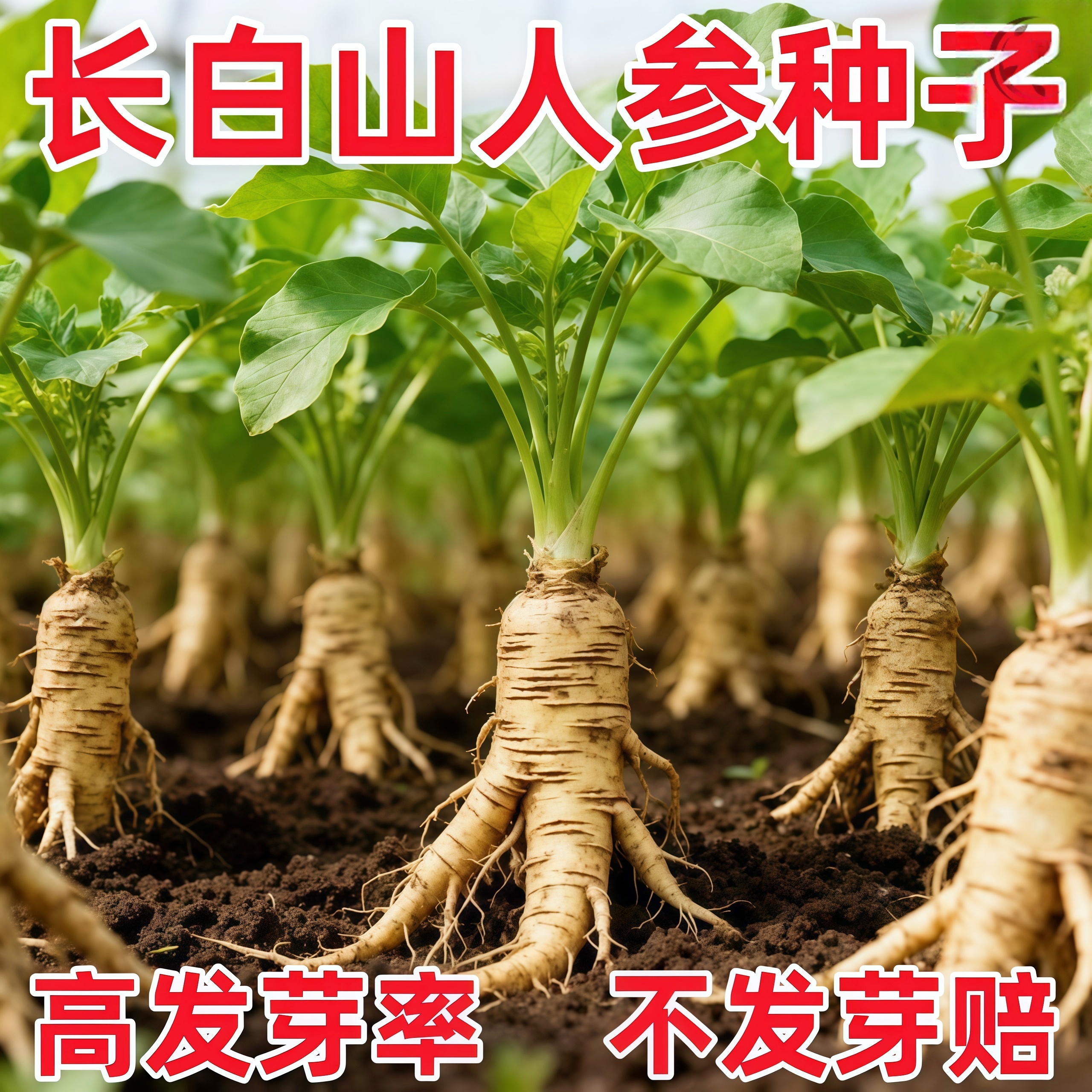 人参种子长白山野山参子人参种子四季阳台盆栽长白山人参种子正宗