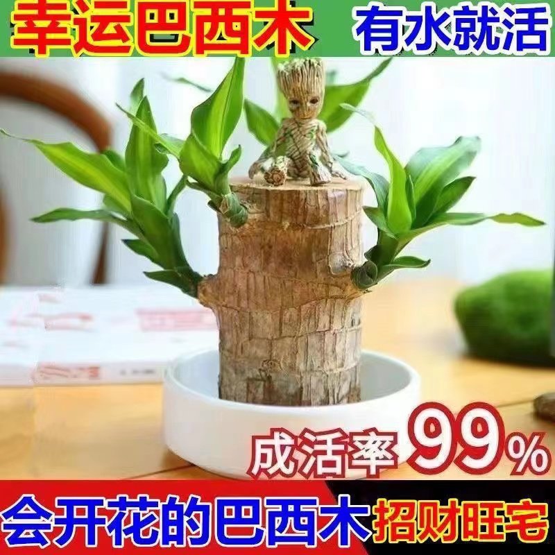 新品巴西木可开花水养幸运木