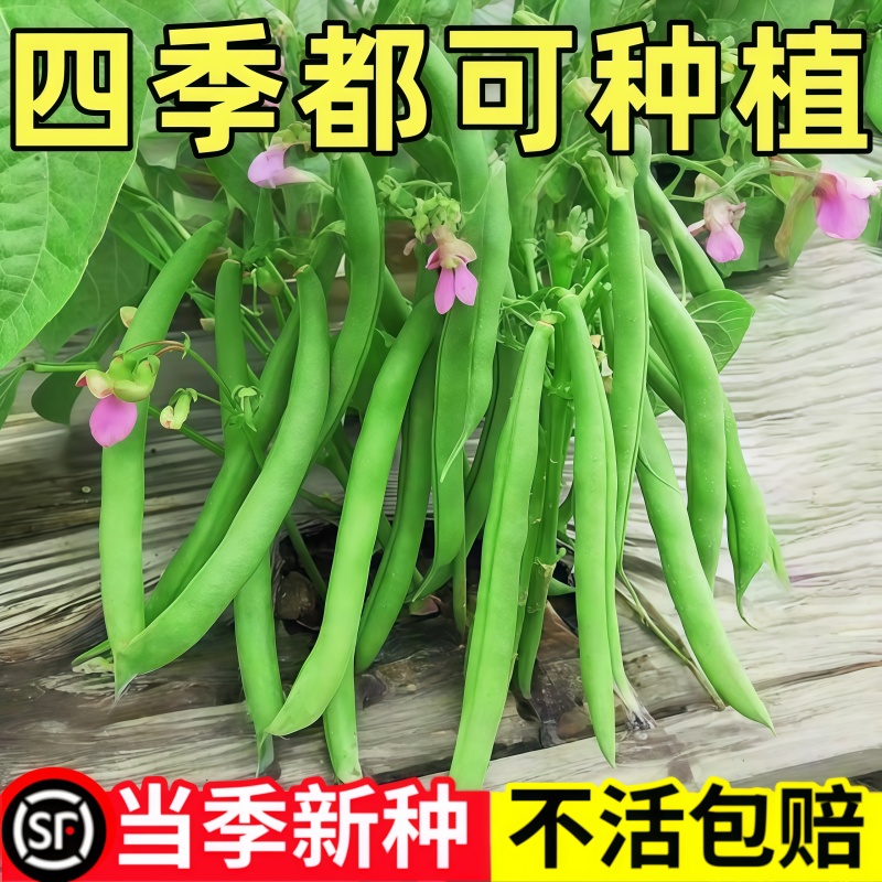 无架四季豆早熟高产阳台盆栽