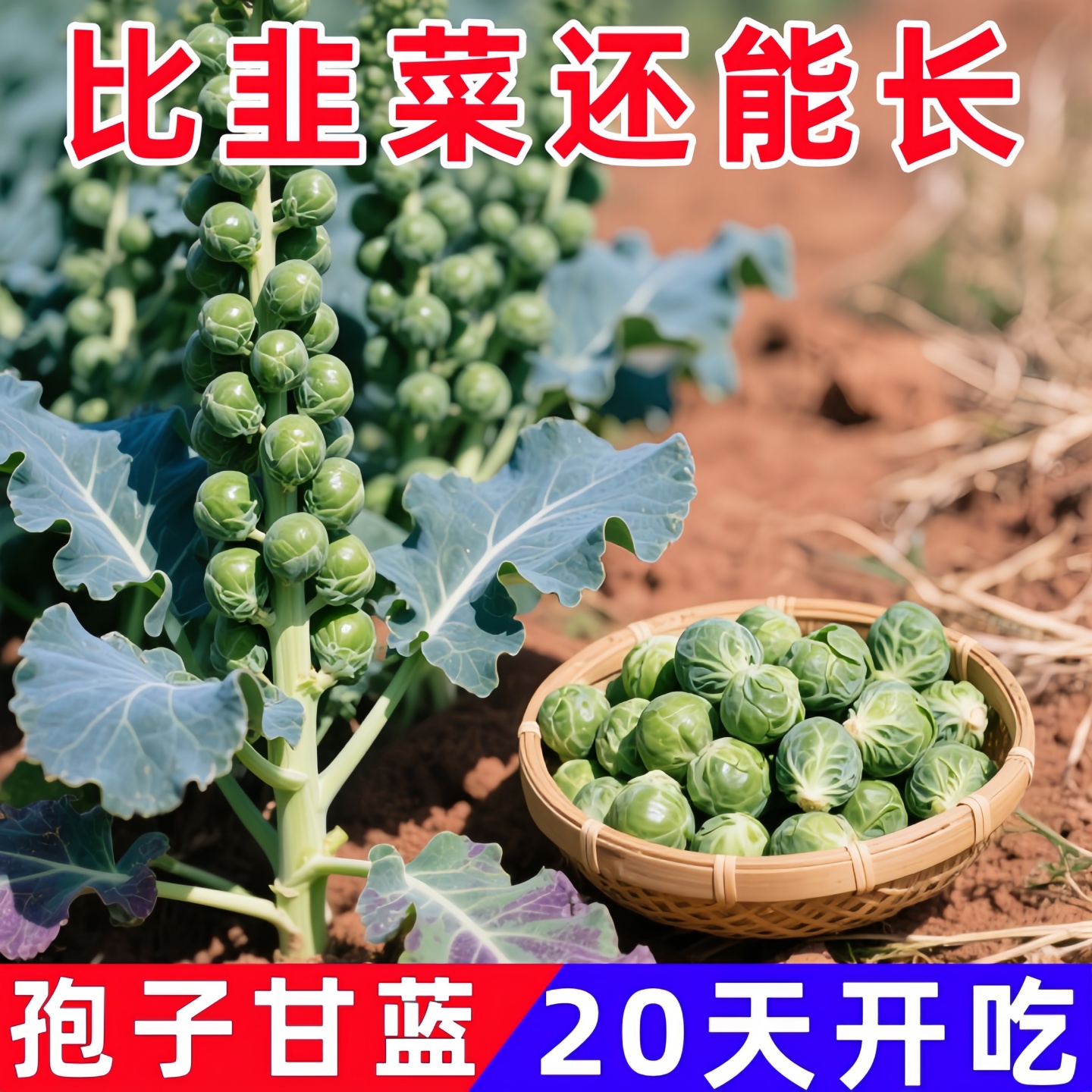 抱子甘蓝种子甘蓝苗紫包菜种子