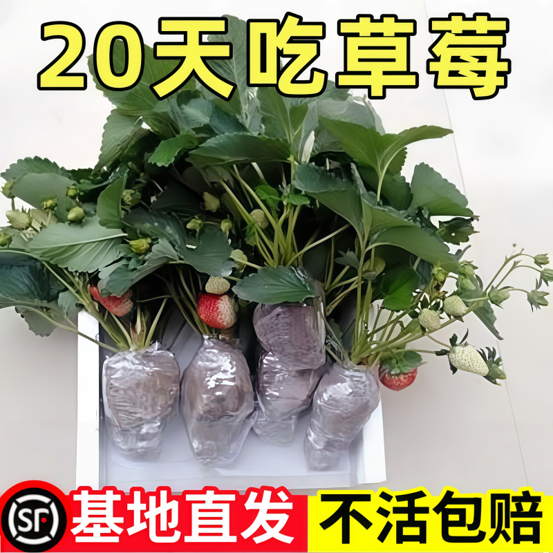 奶油草莓苗盆栽种籽子四季结果