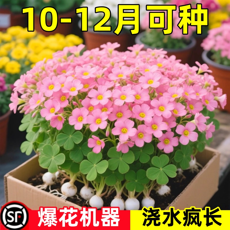 酢浆草紫叶红花多年生早花种球盆栽阳台耐热耐寒多年生花卉植物