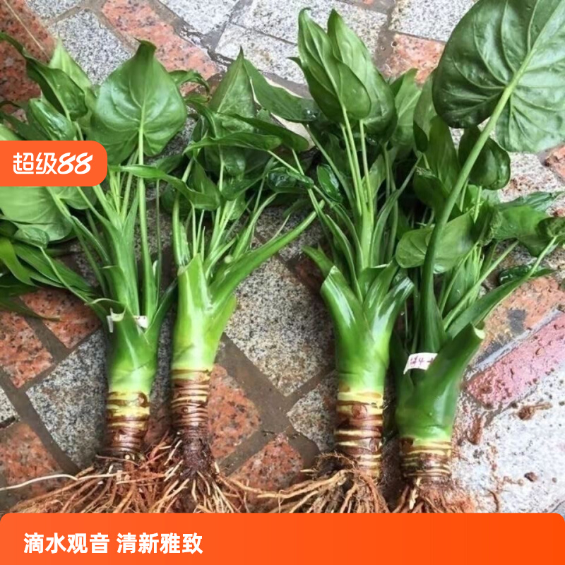 滴水观音盆栽吸除甲醇净化空气