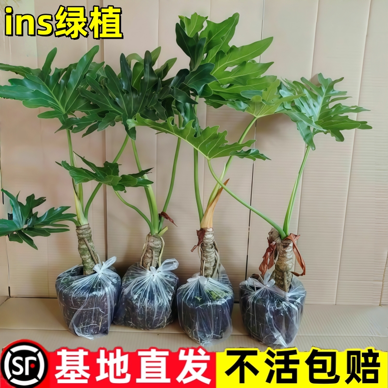 春羽龙鳞杆老桩小天使蔓绿绒春雨水培大型绿植桌面花室内耐阴盆栽