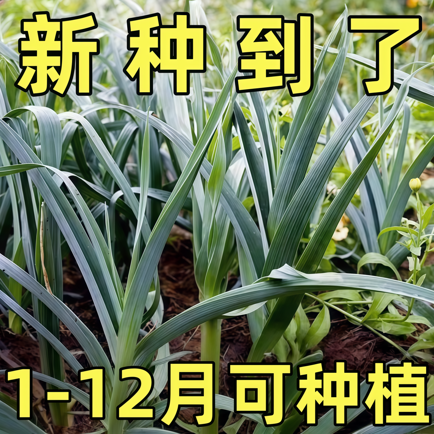 红根蒜苗种子四季宽叶蒜苗种大蒜种籽耐寒紫皮自种红皮大蒜苗种子