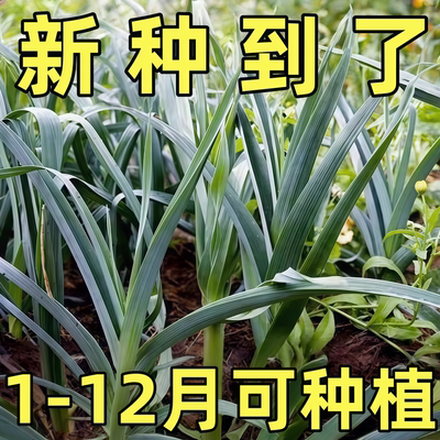 红根蒜苗种子四季宽叶蒜苗种大蒜种籽耐寒紫皮自种红皮大蒜苗种子