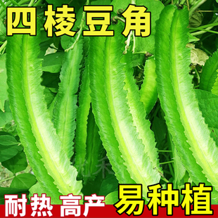 播种菜地庭院蔬菜四角豆皇帝豆种籽阳台蔬菜种 高产四棱豆种子四季