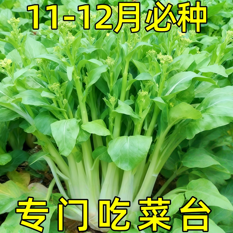 白菜苔种子种籽菜种苔菜四季菜苔蔬菜种阳台小院种植耐寒蔬菜种子