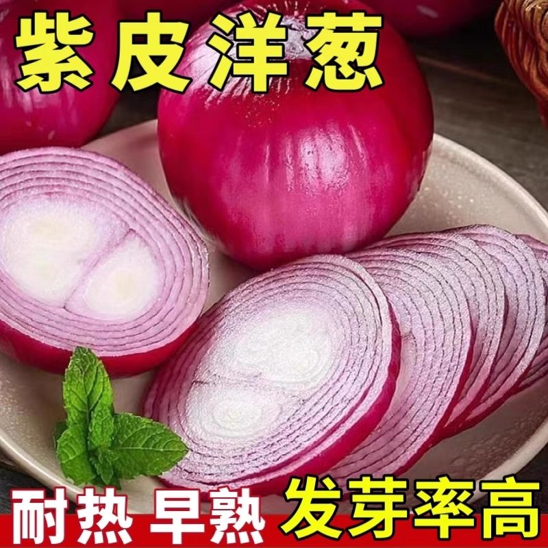 今年新种紫皮洋葱种子特大秋季盆栽葱种圆葱扁圆紫色蔬菜种子大全