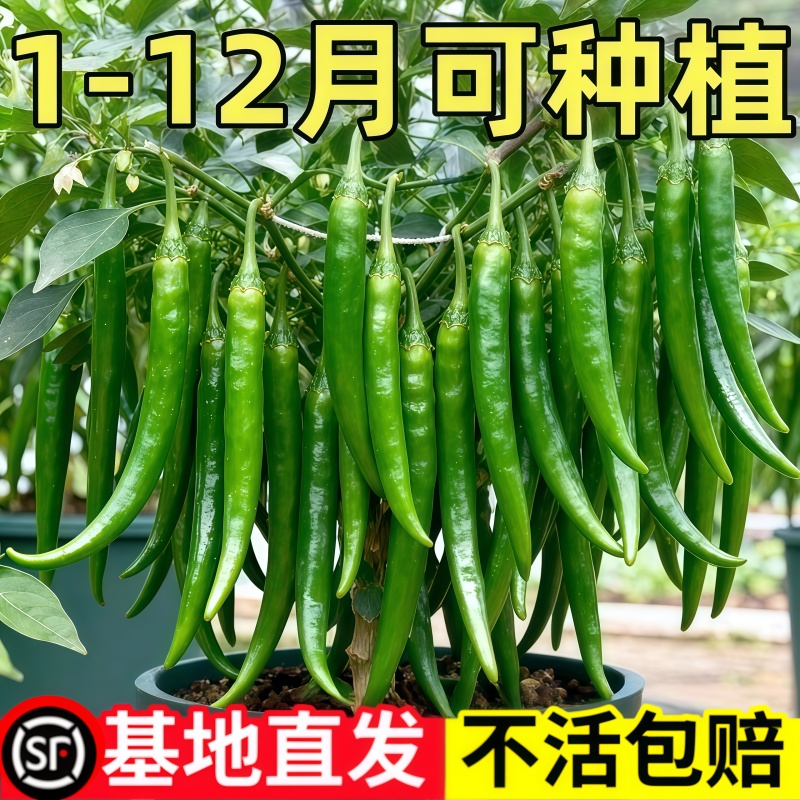 高产线椒辣椒苗二荆条特长杭椒尖椒南方蔬菜种籽子孑春季秧苗盆栽