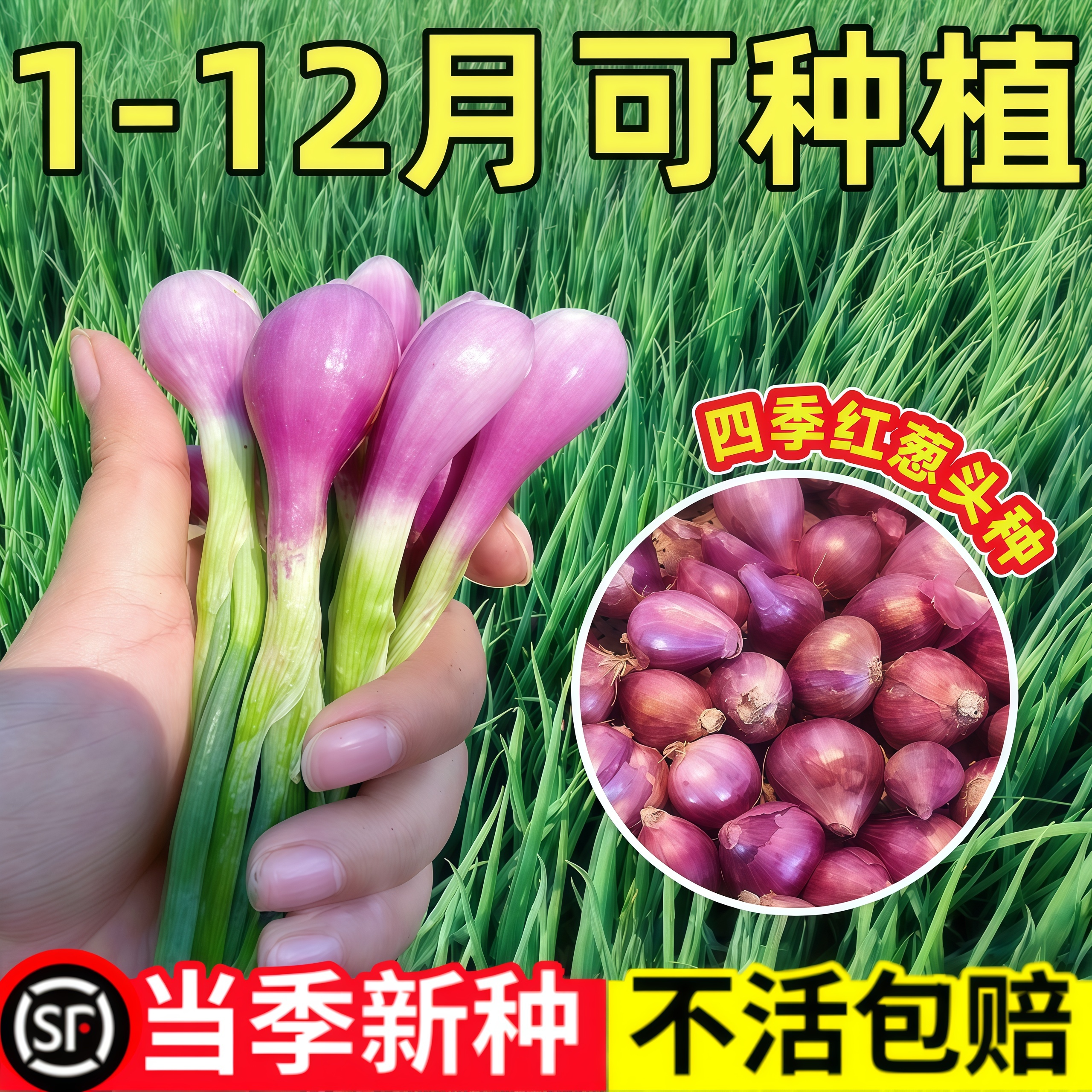 四川正宗红葱四季小香葱红根香葱根苗盆栽阳台四季种植新鲜红葱头