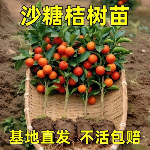 沙糖橘树苗橘子树果苗正宗广西砂糖橘树苗南北方种植盆栽地栽树苗