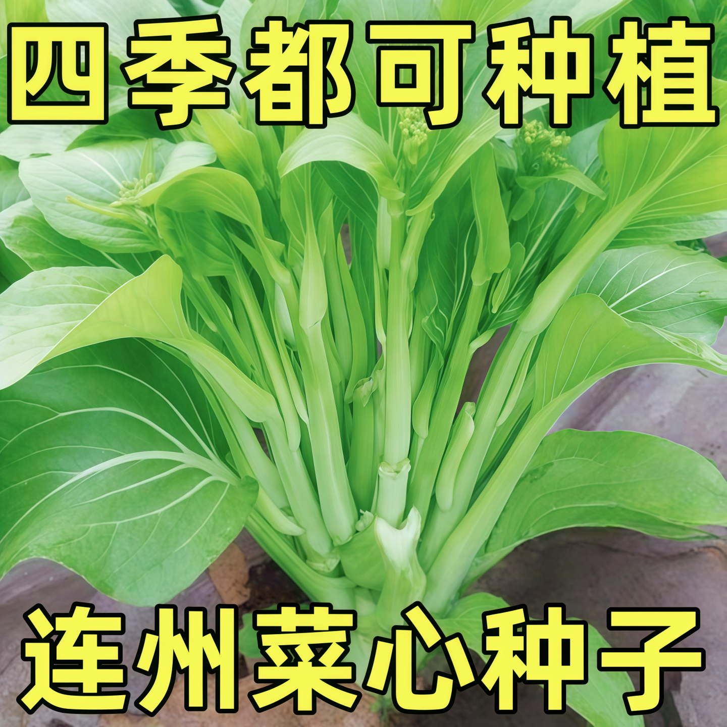 多子多孙甜菜心种子多心白菜苔种籽连州青菜籽农家高产蔬菜种孑籽