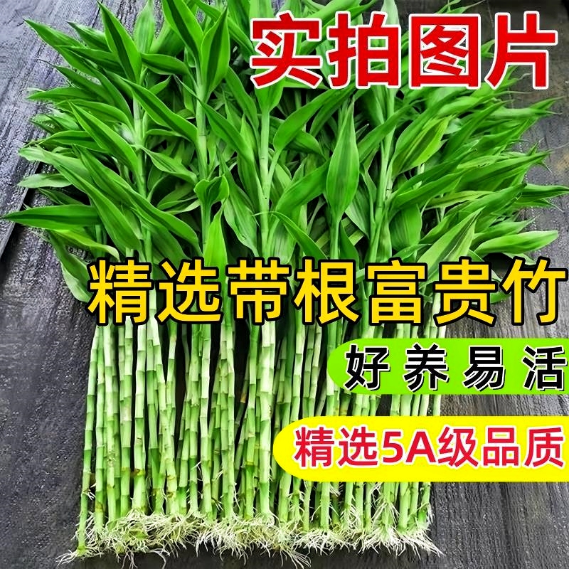 带根富贵竹水培植物水养水竹客厅室内发财招财大叶盆栽转运竹绿植