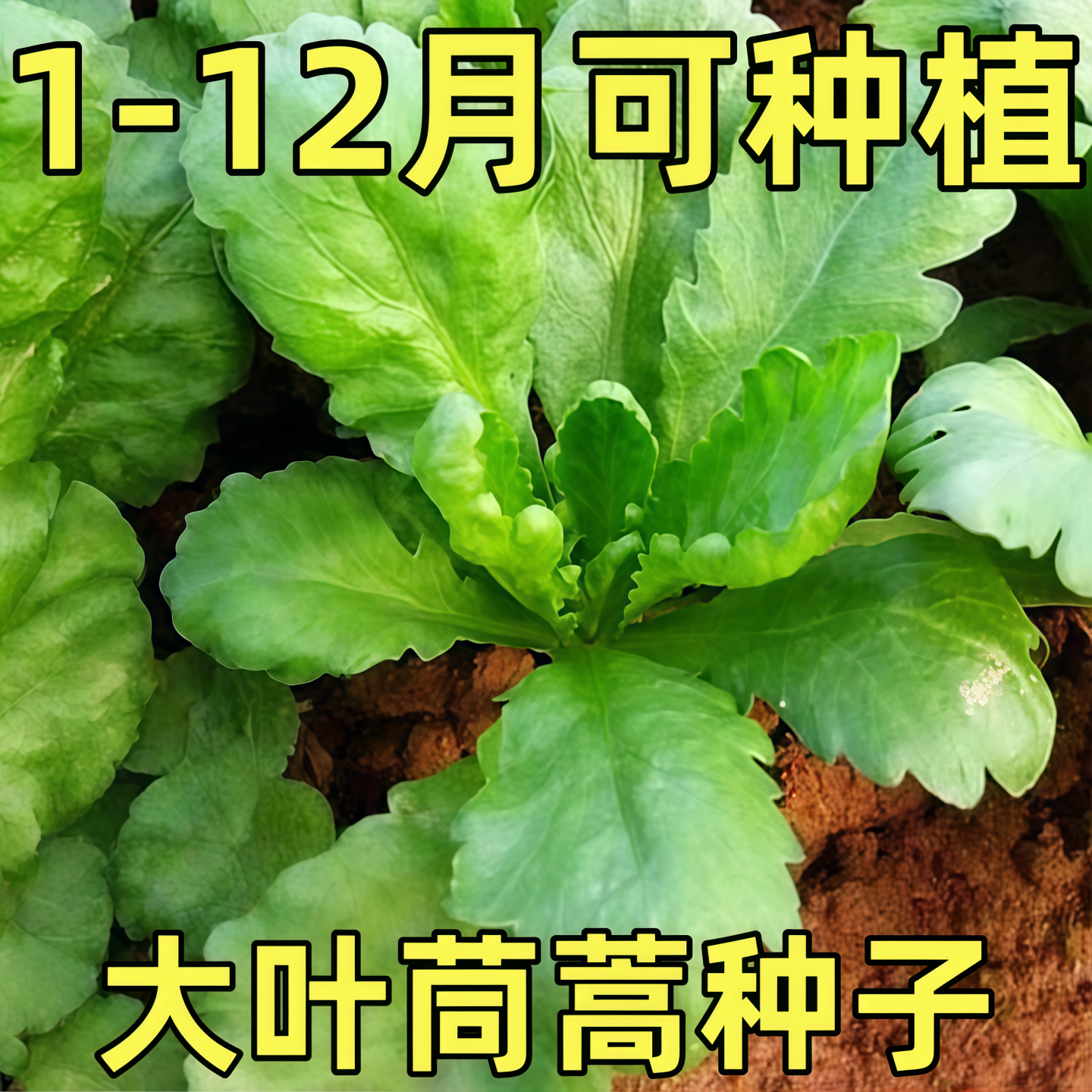 大叶茼蒿种子夏四季小叶茼蒿菜菜籽皇帝菜秋冬火锅菜蔬菜种孑大全