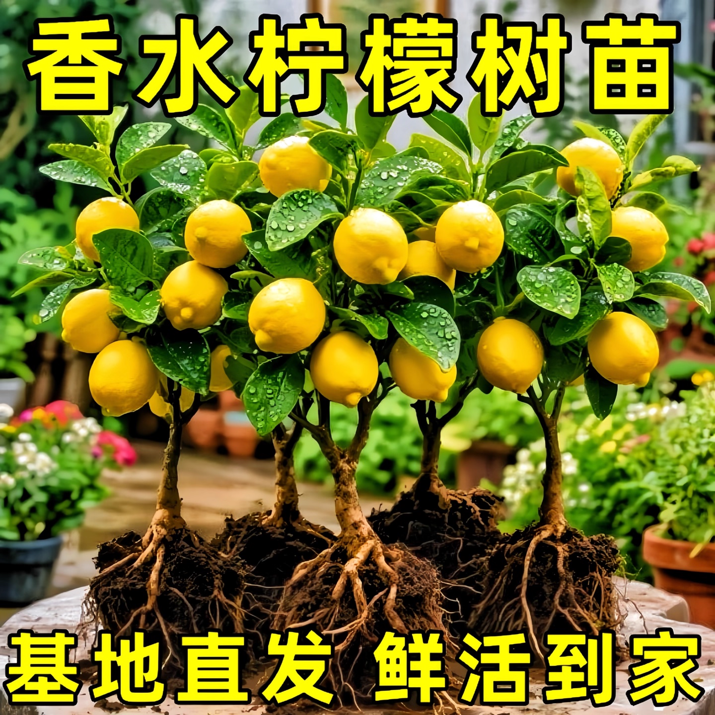香水柠檬树盆栽可食用树苗绿植浓香客厅室内阳台四季好养室内绿植