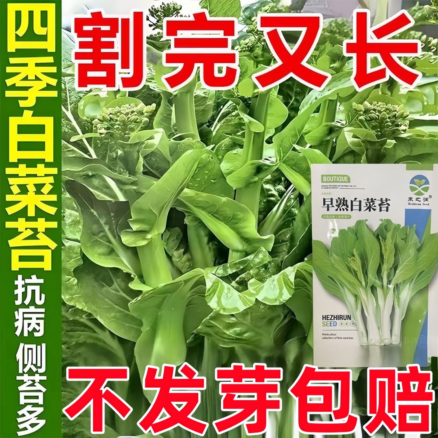 2025新种白菜苔种子种籽菜种苔菜四季菜苔蔬菜孑阳台小院种植耐寒