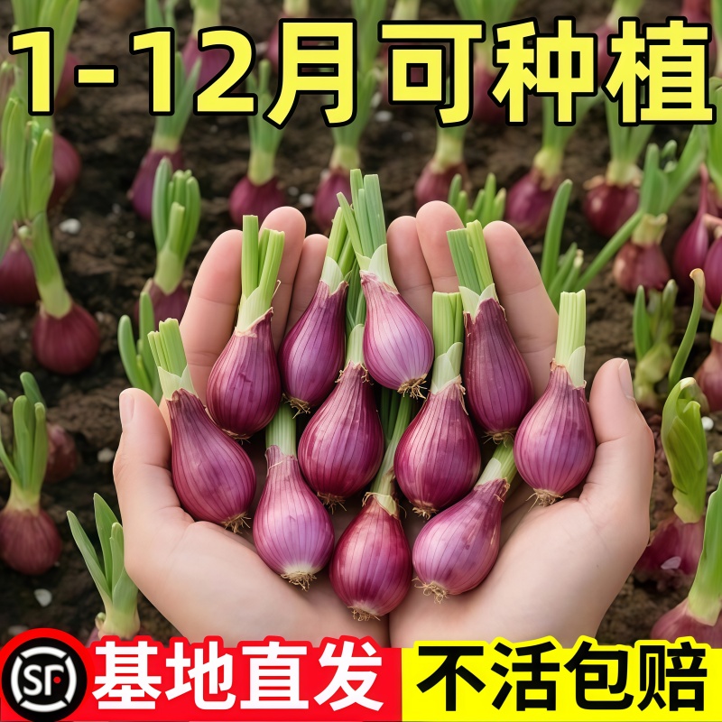 四川正宗农家四季红葱头小葱盆栽香葱火葱种子熬油植食用特价包邮