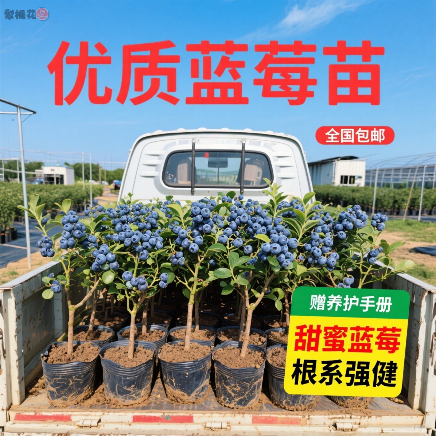 2蓝莓树果苗盆栽带果l5大果蓝莓苗南北方种植奥尼尔薄雾蓝莓树苗