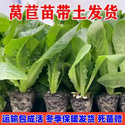 蔬菜耐寒莴苣秧苗青皮阳台