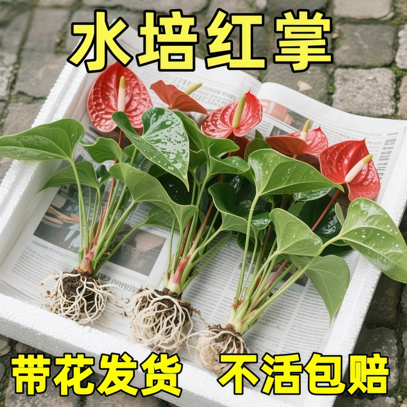 红掌水培植物带花粉掌盆栽室内客厅好养活四季开鲜花一帆风顺花卉