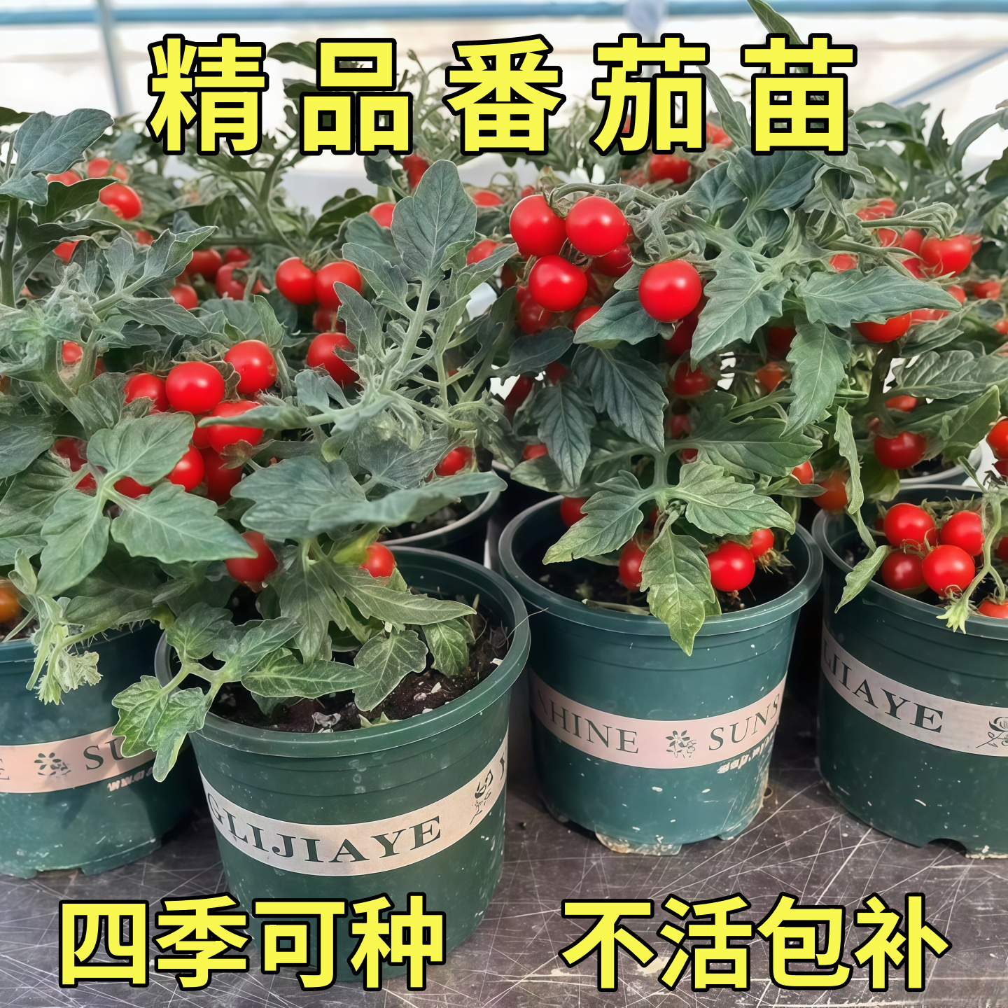 带花带果带土带盆发货矮生番茄苗