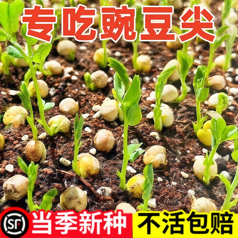 豌豆尖种子无须豆苗阳台易种植盆栽庭院脆嫩豌豆苗农家蔬菜种子