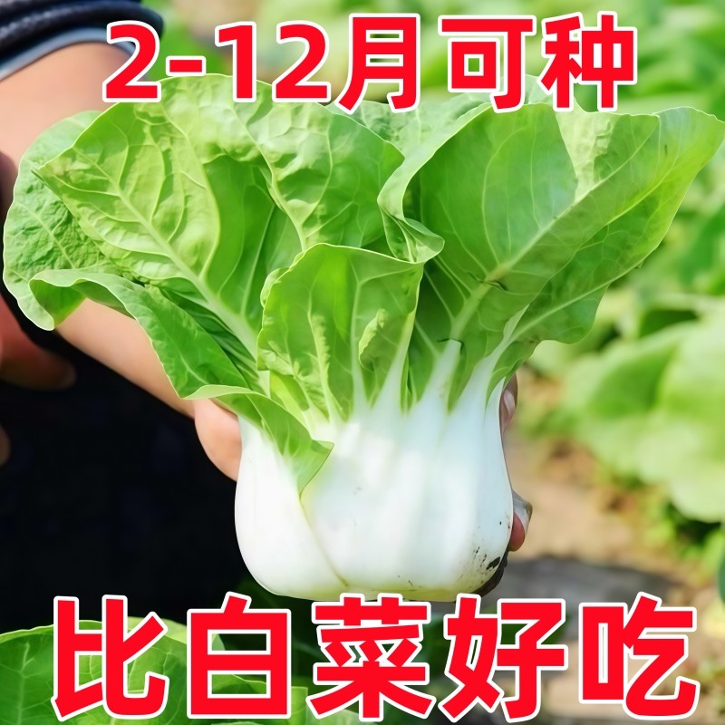 四季奶油小白菜种速生白梗青菜矮脚小白菜籽蔬菜种孑阳台种植盆栽