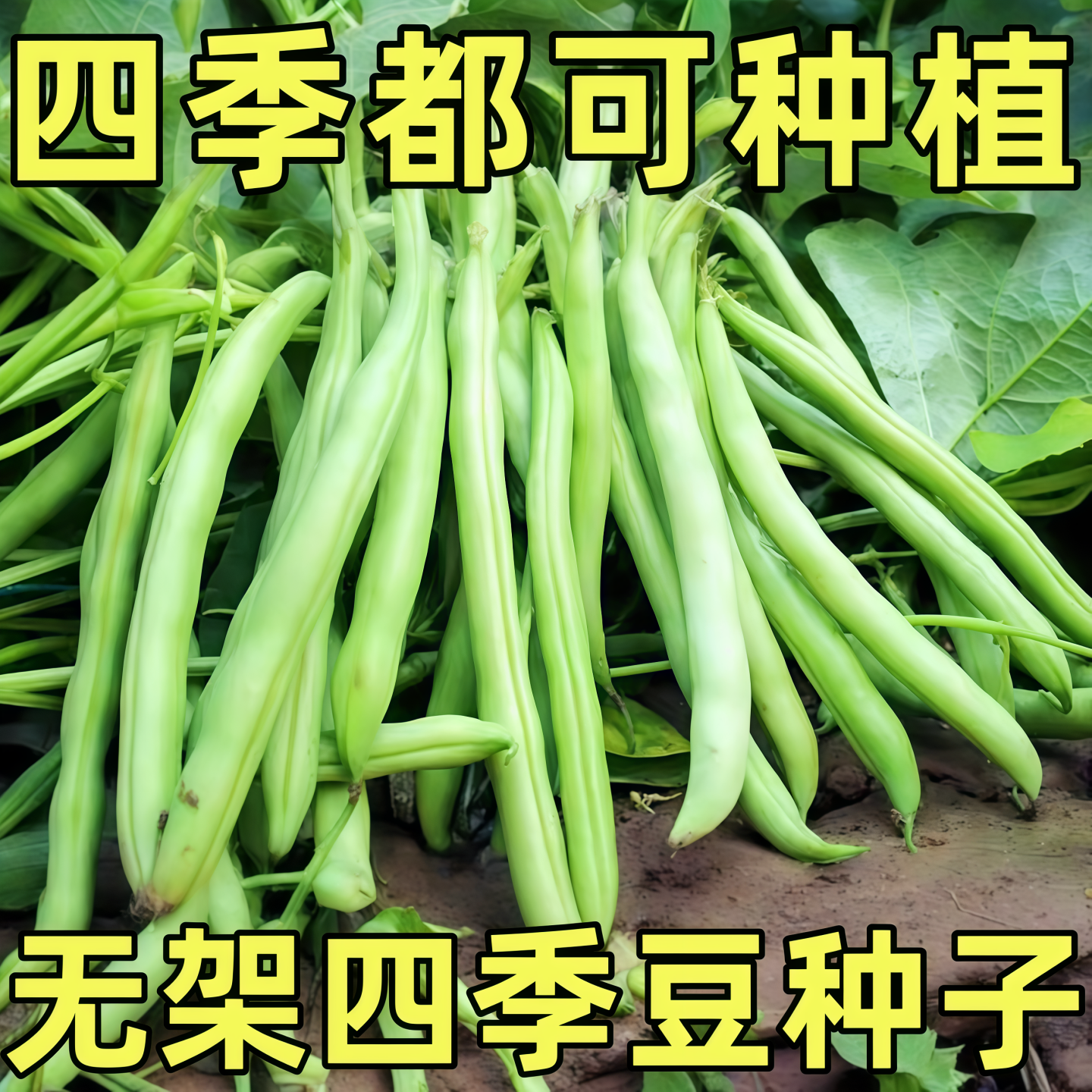 【摘不败】高产有架无架早熟四季豆种子农家高产阳台种植蔬菜种籽