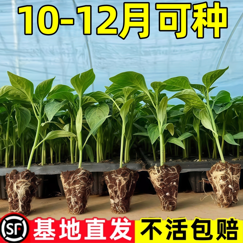 辣椒苗高产带土大苗美人椒苗线椒苗螺丝椒苗二荆条苗朝天椒苗