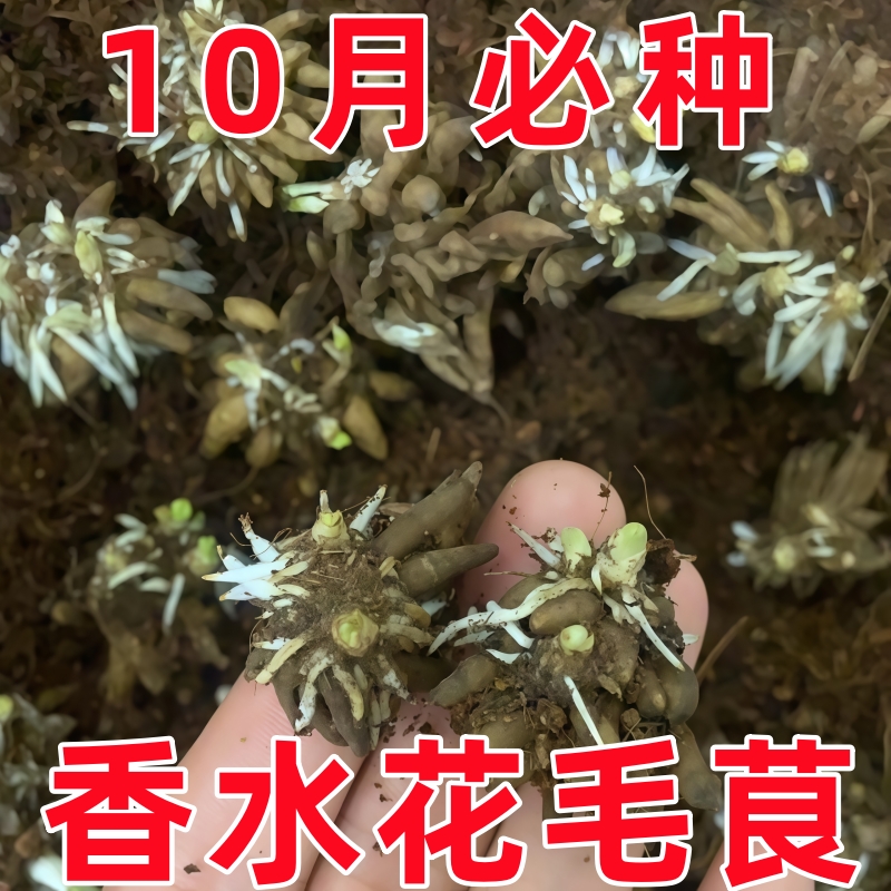 已催芽蝴蝶花毛茛种球带芽重瓣洋牡丹花苗种子盆栽当年开花卉植物