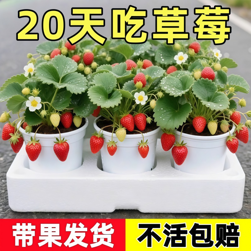 奶油草莓苗盆栽冬季草莓籽子红颜四季结果阳台种植新秧果苗