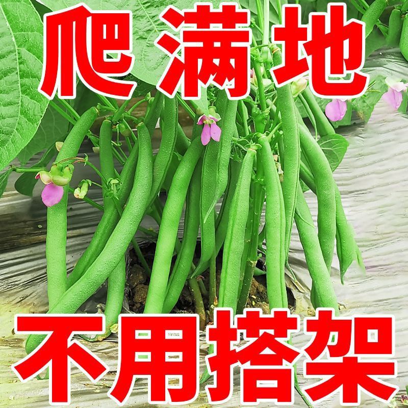 无架四季豆种四季早熟高产地豆种阳台盆栽豇豆种菜籽蔬菜籽易种植 鲜花速递/花卉仿真/绿植园艺 花托/移动托盘 原图主图