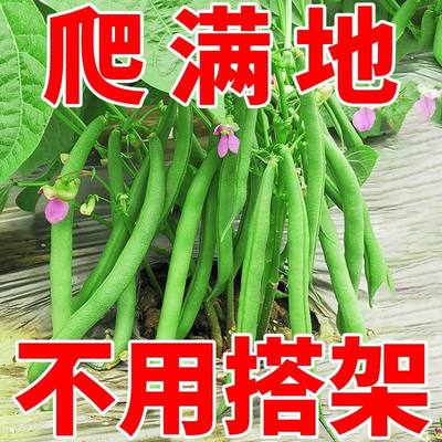 无架四季豆早熟高产阳台盆栽