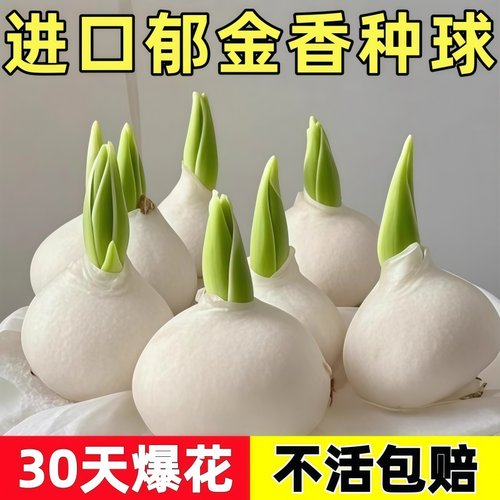 进口荷兰水培郁金香种球室内室外水养花卉植物盆栽四季耐寒五度球