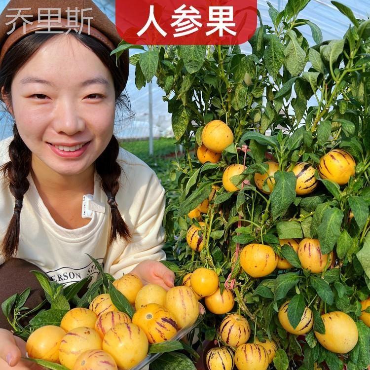 人参果种子人生果人叁果树
