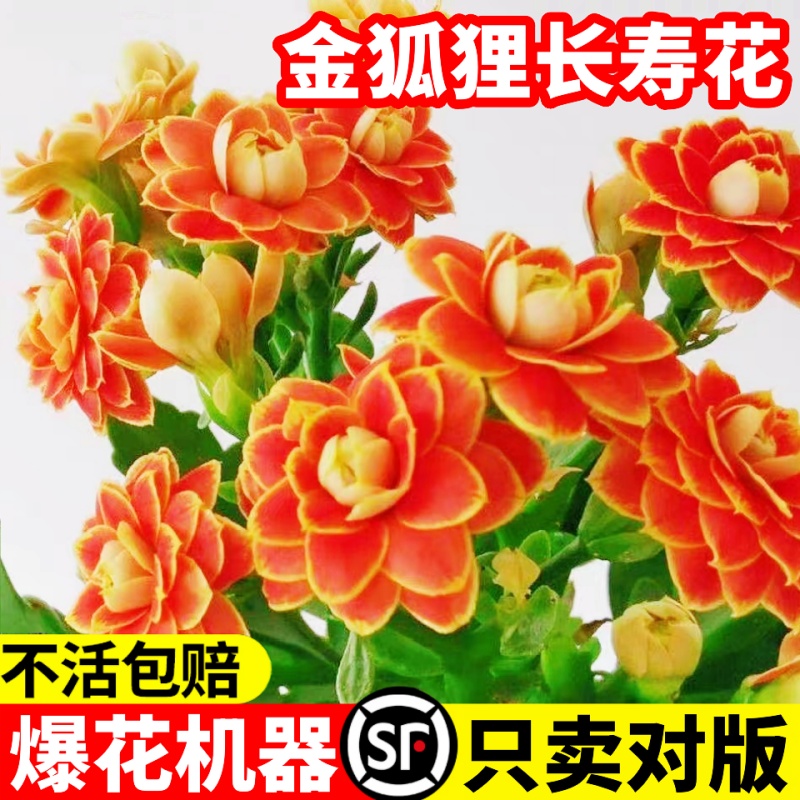 进口金狐狸长寿花重瓣大花精品带花苞盆栽过年花卉室内开花植物