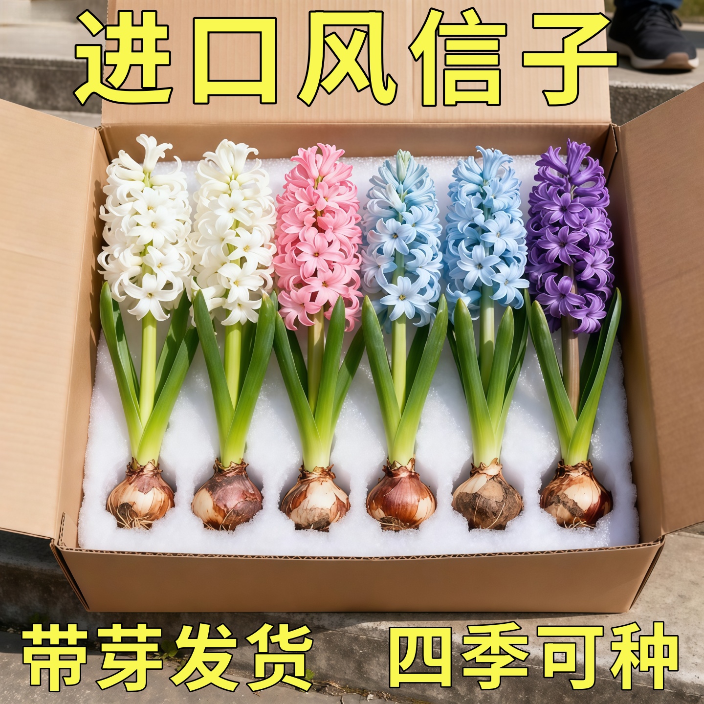 风信子种球水培花卉带芽大球好养活阳台室内外盆栽植物四季种植