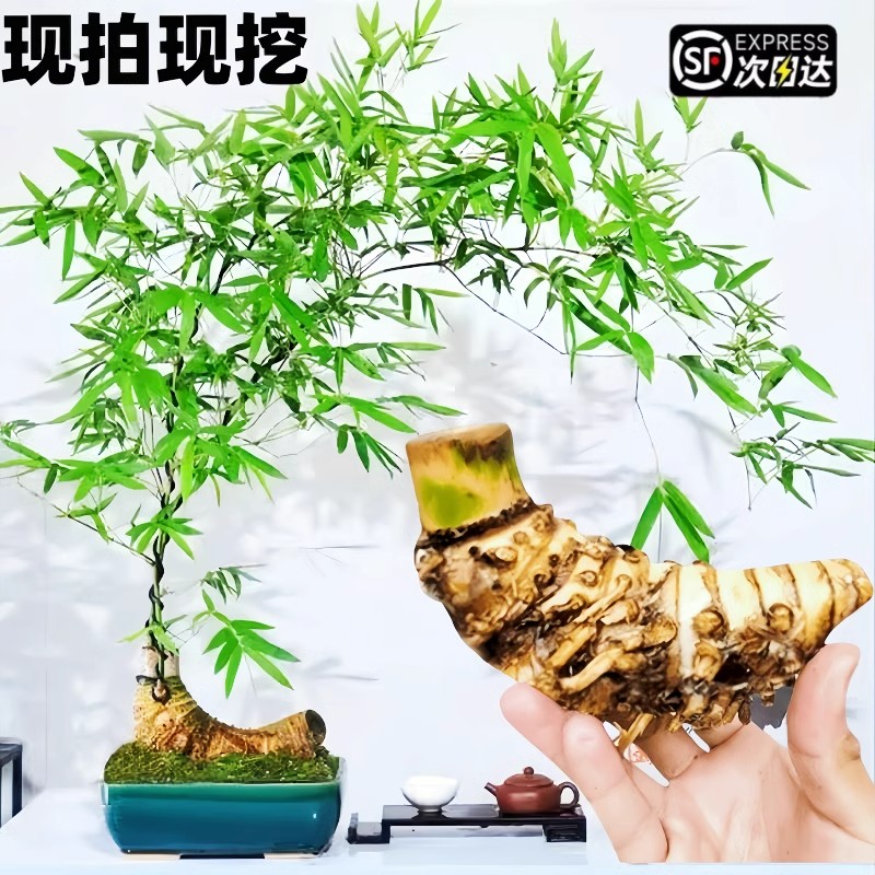 禅意小叶簕竹带芽茶室桌上盆景绿植盆栽庭院观赏竹子耐寒老桩