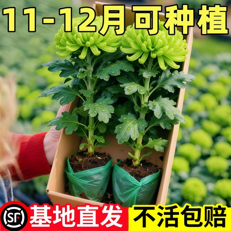 菊花苗盆栽带花苞九月超大花懒人养花室内阳台庭院花卉植物好养活