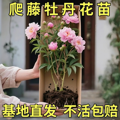带叶缠枝牡丹花苗盆栽大苗缠枝牡丹花种重瓣大花树苗开花室内阳台