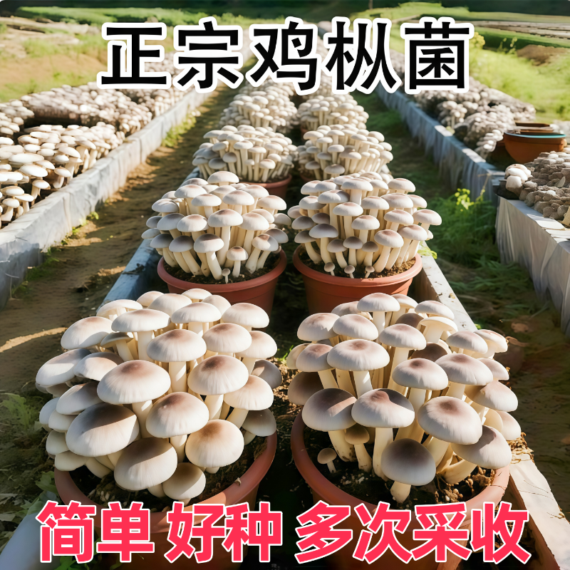 云南枞菌野生高产菌种家种蘑菇菌包三塔室内种植四季食用菌人工