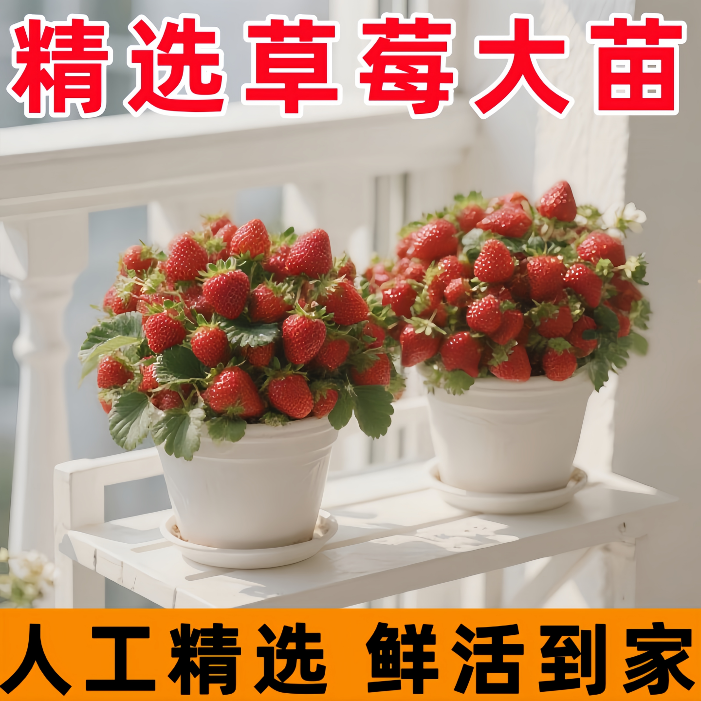 草莓苗农科院红颜草莓脱毒穴盘苗